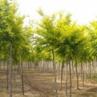 金葉榆種植基地