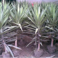 供應(yīng)鳳尾絲蘭H50-80cm