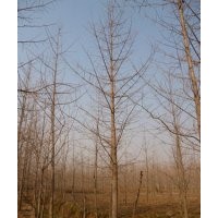 供應(yīng)山東優(yōu)質(zhì)銀杏樹
