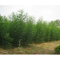 國槐苗價格山東國槐苗08國槐苗高1米國槐苗求購國槐苗