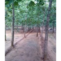 旭東銀杏最新價(jià)格