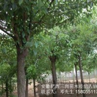 安徽肥西供應(yīng)2-3-4-5-6-7-8-9公分全冠香樟，截桿香樟