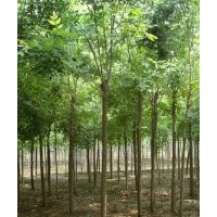 山東苗木網(wǎng)苗木開售，國槐，白蠟，合歡，法桐