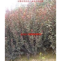 2013年春季小苗供應-紅葉李 三角楓 木瓜