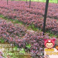 低價(jià)供應(yīng)湖南紅花繼木工程，紅花繼木（雙面紅）