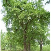 邳州天通銀杏苗木購銷部常年對外銷售5到80公分銀杏樹