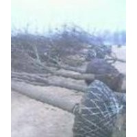 國槐預(yù)定中