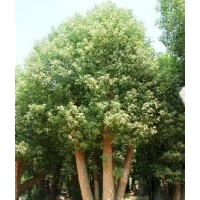 供應(yīng)直徑18-30厘米(公分)移植骨架香樟