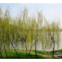 【柳樹】山西金絲垂柳、旱柳、3公分柳樹、5公分柳樹供應