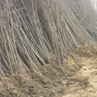 湖北銀杏苗|銀杏小苗|銀杏樹苗|供應(yīng)