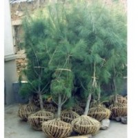 供應(yīng)白皮松 油松 華山松 雪松