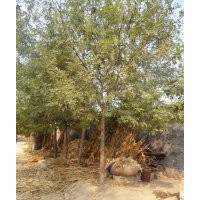 法桐.北欒.合歡.垂柳.五角楓.