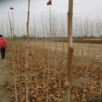 法桐小苗1米高法桐苗法桐苗價(jià)格速生法桐苗