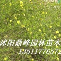 銷售:迎春,地柏,龍柏,紅葉小檗,金葉女貞,扶芳藤