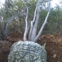 湖北樸樹|樸樹價(jià)格|移栽樸樹供應(yīng)