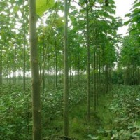 【精品推薦】供應(yīng)5-25cm泡桐，冠形優(yōu)美，價(jià)格低廉，5000棵。