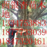 山東銀杏樹價(jià)格\山東銀杏樹苗\山東銀杏苗木