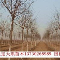 雨森苗木速生柳,國槐,法桐