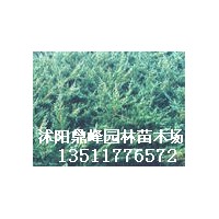 拋售:地柏,鋪地柏,爬地柏,趴地柏,地柏