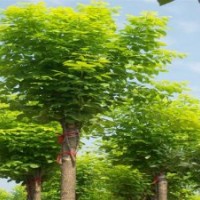 國槐，毛白楊，垂柳，速生柳，白蠟，法桐，椿樹，合歡等