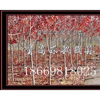 美國紅楓園藝品種秋火焰