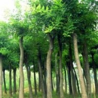 急售6-8公分國(guó)槐，大國(guó)槐小國(guó)槐規(guī)格齊全