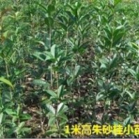 出售60-1米高優(yōu)質朱砂桂小苗