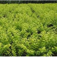 定州金葉女貞小苗供應(yīng)商