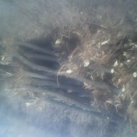 出售8-10公分刺槐量大