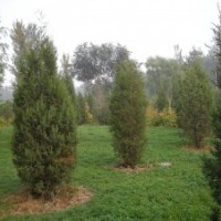 低價(jià)出售檜柏