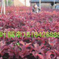 紫葉稠李，金葉復(fù)葉槭，紅葉李，五角楓