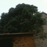 咸寧桂花,八月桂