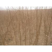刺槐小苗出售、質(zhì)量優(yōu)價(jià)格便宜