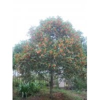 供應(yīng)狀元紅桂花