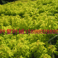 金葉復(fù)葉槭小苗，五角楓，紫葉稠李小苗及2年苗
