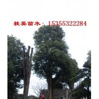 浙江大香樟價格 金華香樟價格 江蘇香樟價格