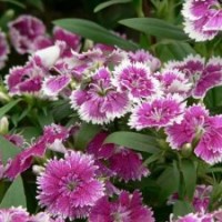 批量供應(yīng)常夏石竹