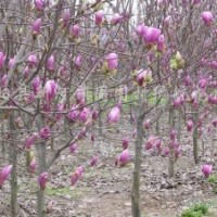 供應(yīng)紫玉蘭白玉蘭5公分