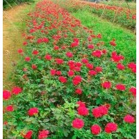 ★月季花,扶芳藤,衛(wèi)矛,迎春,平枝荀子