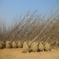 長期供應(yīng)2~80公分銀杏樹