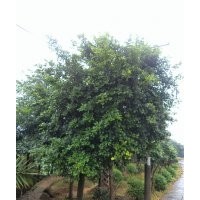 瀘州小葉榕，小葉榕行道樹，小葉榕