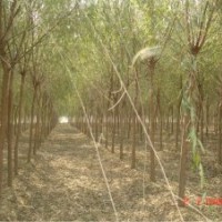 1-2.5107速生楊垂柳