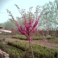 本場(chǎng)低價(jià)出售叢生紫荊.叢生紫薇.叢生木槿.