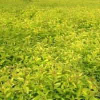 東北連翹|沙地柏|金葉水蠟|金葉風(fēng)箱果|花灌木