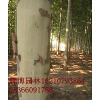 白蠟樹10公分白蠟樹裸根定桿