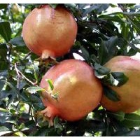 華藝苗木種植場供應精品石榴