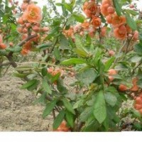 大量供應(yīng)貼梗海棠 西府海棠