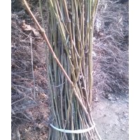 國槐樹小苗0.8cm國槐樹苗1.2公分國槐苗