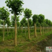 國(guó)槐 白蠟 合歡