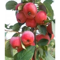 出售各種規(guī)格八棱海棠樹